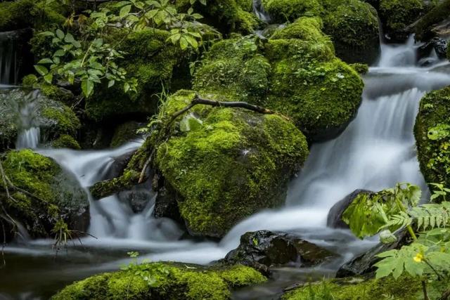 在雨中的神农架，遇见云山雾海、迷雾森林