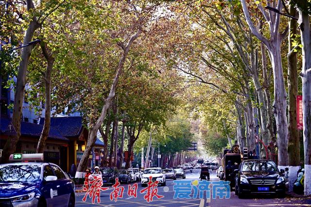 一年四季 泉在济南丨马鞍山路梧桐披“渐变彩裳”，秋末冬初诗意浓