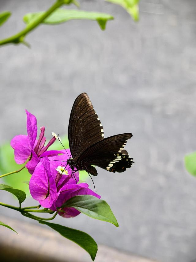 晚潮｜满城的桂花又香了