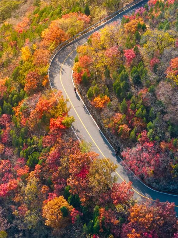 淄博红叶进入全盛期 漫山遍野醉人红