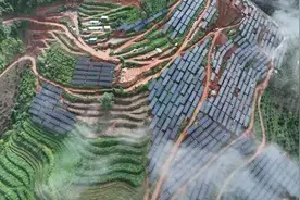 临沧镇康：金银花长势旺 加工厂房建设忙图片