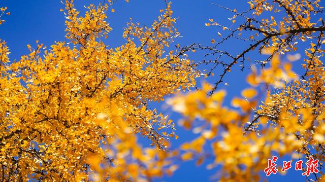 同为1300岁，武汉两株“银杏王”满树堆金