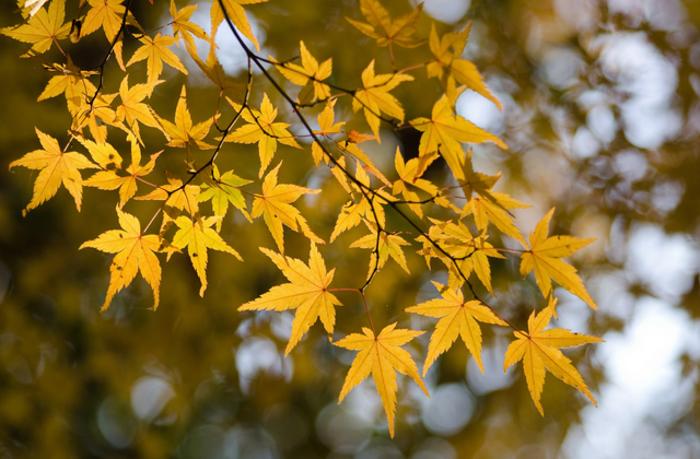 “万人攻打香山”！北方人对秋天的执念，早就被他写透了