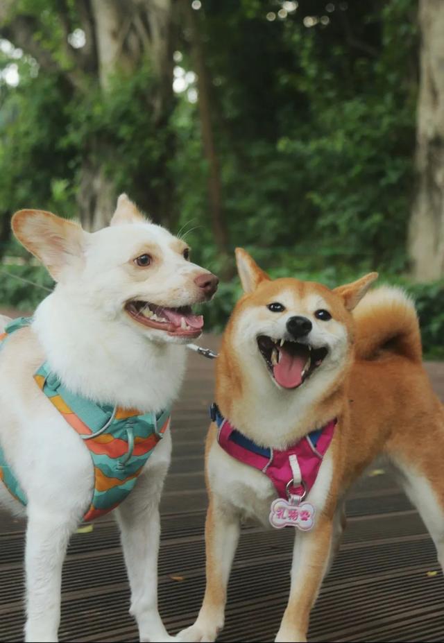 谁说市区没有神仙徒步线？绝美湖岸绿道太香了！