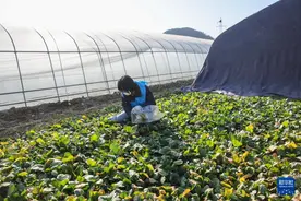 浙江湖州：加强农产品质量安全检测 守护舌尖上的安全图片