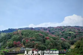 谨慎前往！贵州百里杜鹃金坡景区今日停车位已达饱和图片