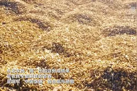 新华全媒+｜黑龙江省秋收告捷晒粮忙图片