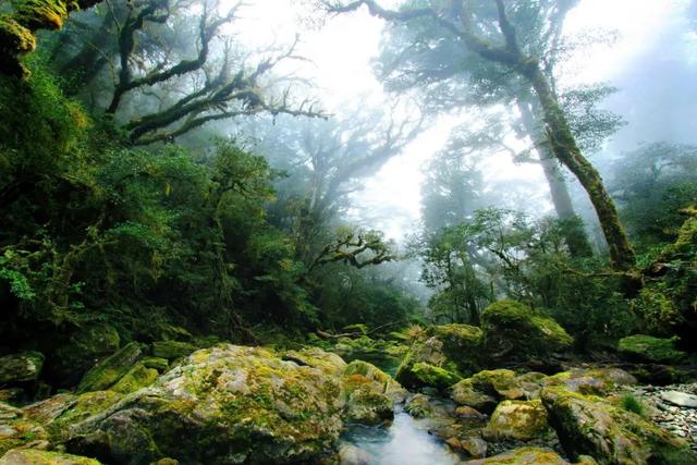 他初中毕业后终身不婚	，荒野舍命工作20年，被一群博士封神