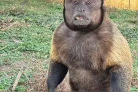 “颜值”出圈！这只猴竟“丑”上热搜了！保育员：属于耐看型图片