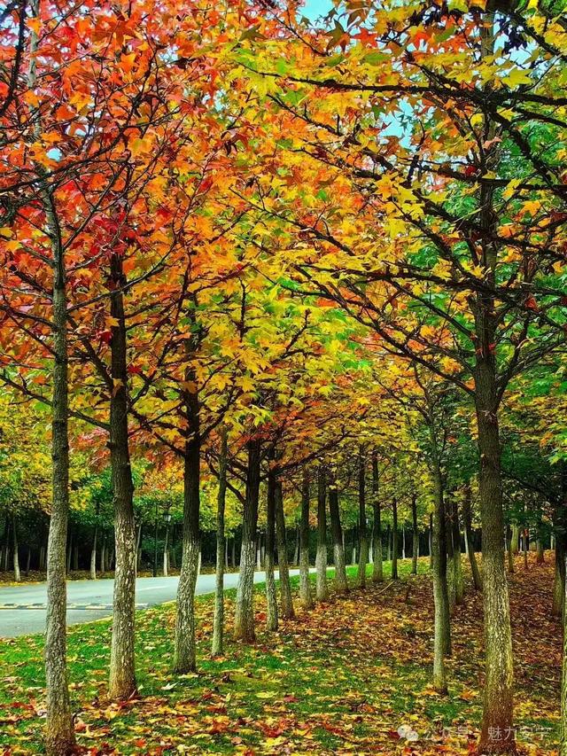 昆明迎来最美赏枫季 打卡攻略奉上