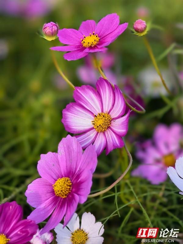 秋游时刻丨波斯菊盛放，安乡书院洲湿地织就花海浪漫