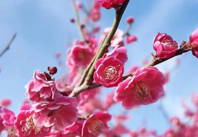 快乐“梅”烦恼！河南赏梅地图来啦！