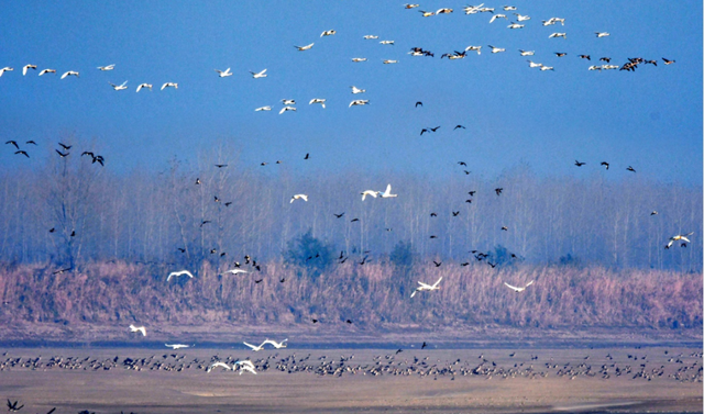 候鸟栖息铁锚洲 十年禁渔成美景