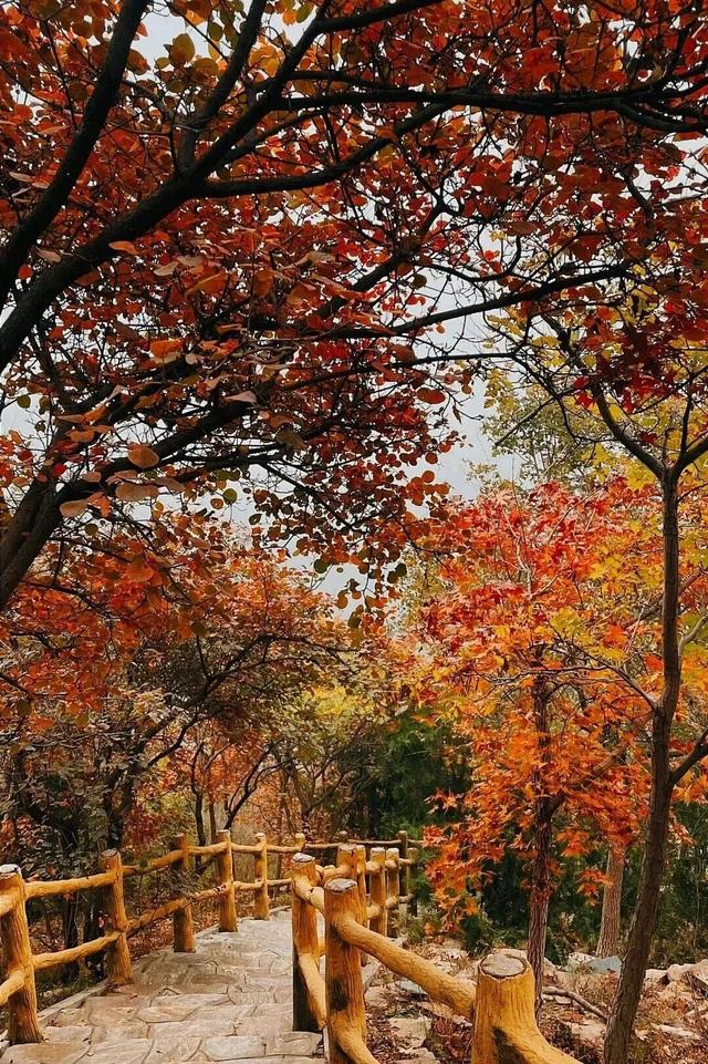 五彩斑斓！北京“漫山红叶”进最佳观赏期!