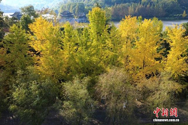 大自然的冬日画作 重庆园博园色彩斑斓美如画