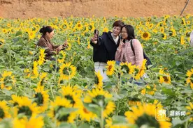 金东12万株向日葵盛开，秋日“氛围感”拉满图片