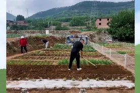 果然视频|共享农场越来越多，“南山”正成为济南的菜园子图片