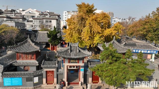 90%青岛人都不知道，市区藏着1300余岁古银杏，现在到了它最美的季节