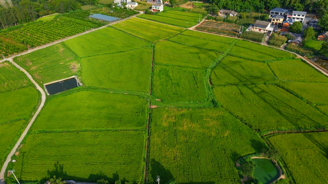 乐游绵阳 清凉一夏 ‖ 又是一年稻花香，游仙这个村庄美成治愈系油画！