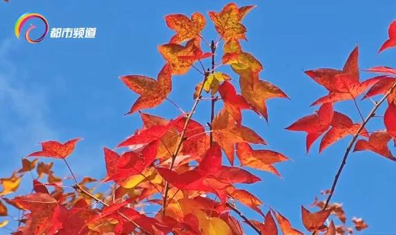 红了！昆明这里迎来枫叶最佳观赏期！季节限定打卡仅剩两周，速来……