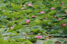 泰安龙泽湖公园满池荷花摇曳绽放图片