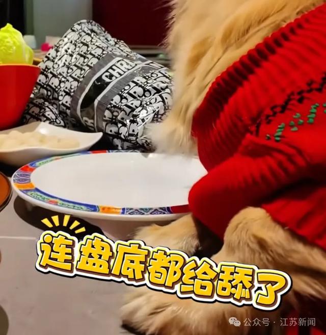 北京一餐厅内女子让宠物狗上桌舔盘吃肉，还发视频夸：连盘底都舔了，太厉害了！涉事饭店回应