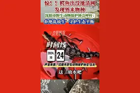 沈阳一地发现两条暹罗鳄，野保协会：人为放生，一条仍“在逃”，无法越冬图片