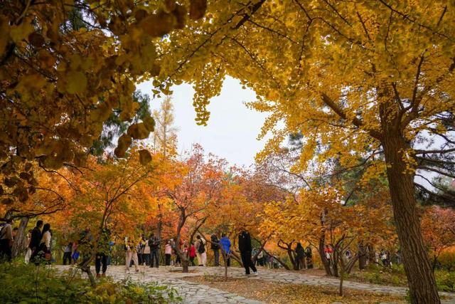 香山彩叶变色率已达75%-85%，这12处捡秋点位超出片