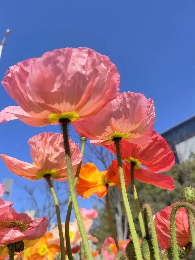 美出圈！来惠山走花路啦~
