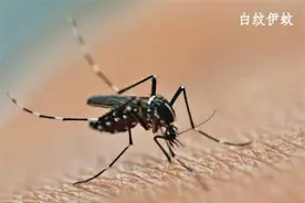 伊蚊传——一只伊蚊的“蚊生”总结图片
