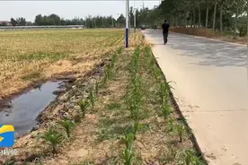 问政山东｜郓城：畜禽粪污未经处理直排 省畜牧局：因地制宜 指导养殖户做好粪污处理图片