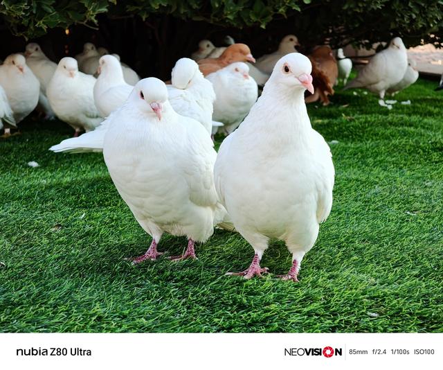 努比亚Z80 Ultra全面评测：拍得好，玩得爽，真旗舰全都要