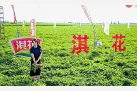 淇花高油酸花生油：引领健康烹饪潮流，赋能乡村振兴新篇章图片