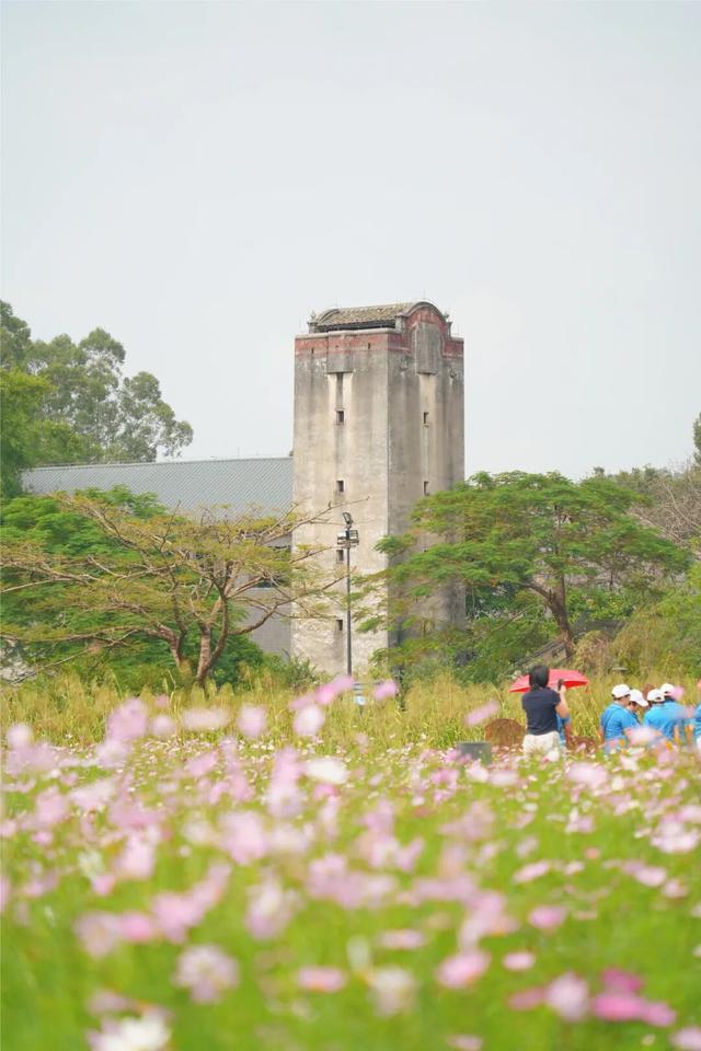 龙华，花海“大爆发”