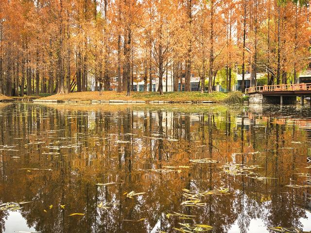 闯入秋日油画！紫玉公园红树林的天鹅舞会正在上演