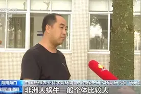 雨后遇到这种大蜗牛 千万别碰！图片