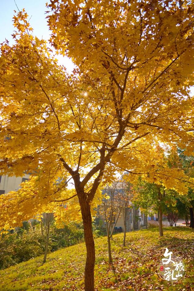 多福山限定！马上出发，奔赴一场绚烂~