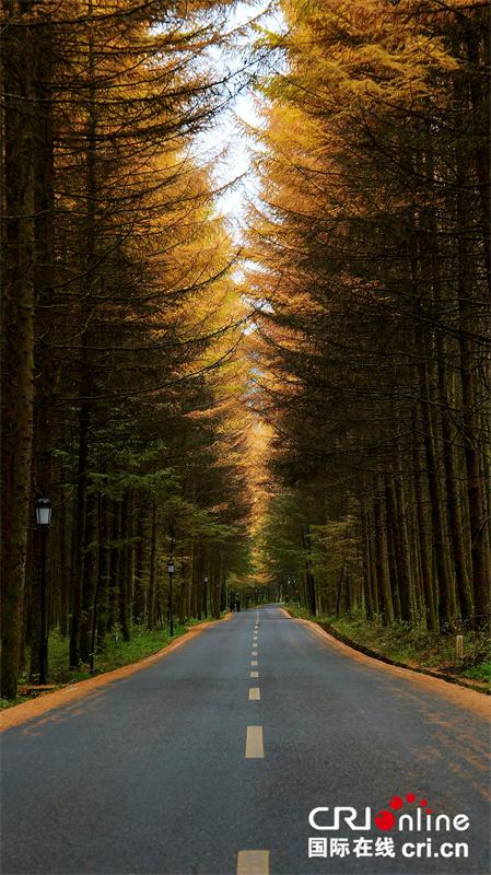 台湾自媒体人点赞四川光雾山绝美秋色（两岸关系）