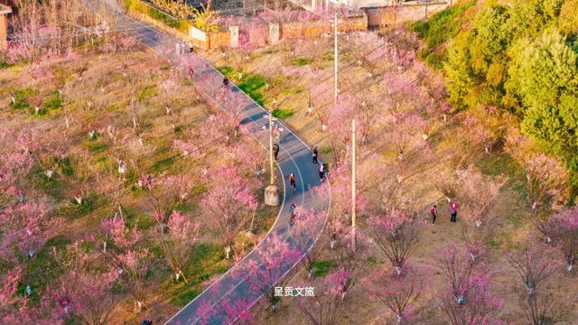 冬樱花、梅花、郁金香、虞美人......昆明最全赏花攻略请查收