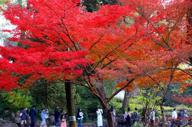 江苏苏州：拙政园“枫”景醉游人