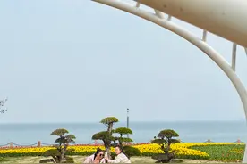 烟台莱山，郁金香盛放，童话花海游人如织图片