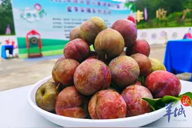 从田间到“村晚”，河源连平蜜李采摘系列活动开幕图片