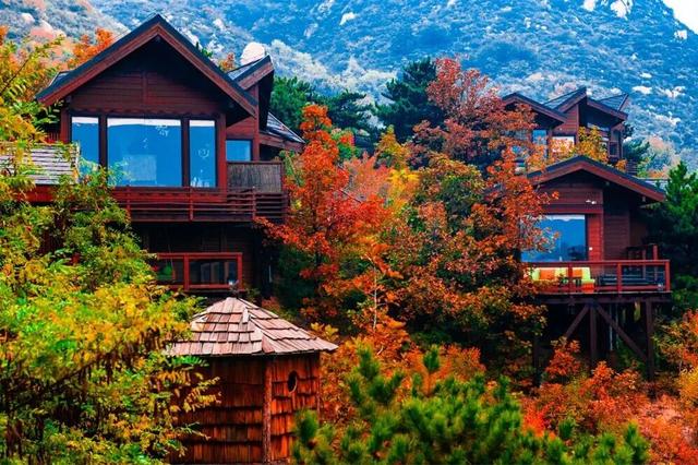 五彩斑斓！北京“漫山红叶”进最佳观赏期!