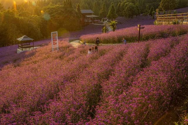 巴东野三关森林花海百花齐放 为22℃夏季“野三半马赛”助力