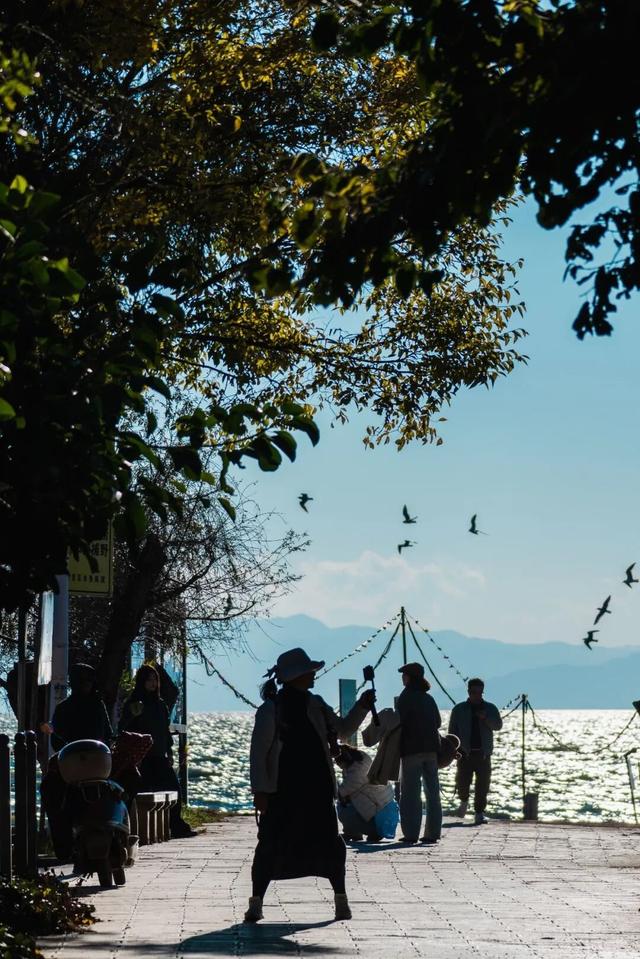 都是小众打卡点！在这些地方看海鸥，景美鸥多还诗意满满~