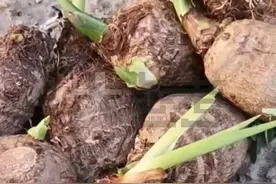 小心！男孩赌气咬了一口，险些猝死！很多人家里都有图片