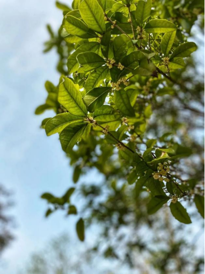欢聚吴江· “香”遇桂花季丨上线了！吴江赏桂地图！