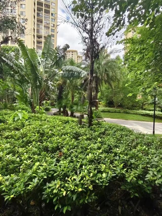 绿意萦绕，人居与自然之和鸣——儋州亚澜湾小区与中湖公园植物调查