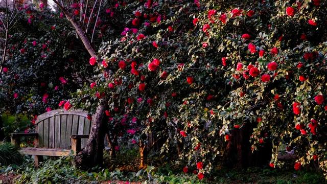 闭眼出片！武汉植物园茶梅进入最佳观赏期 这份浪漫攻略请收好