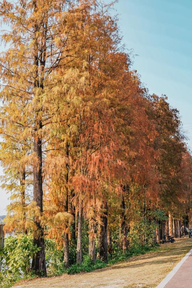 里水落羽杉红了！这些打卡点最出片→